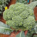 broccoli-02