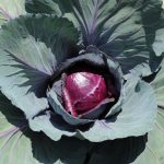 red-cabbage-01