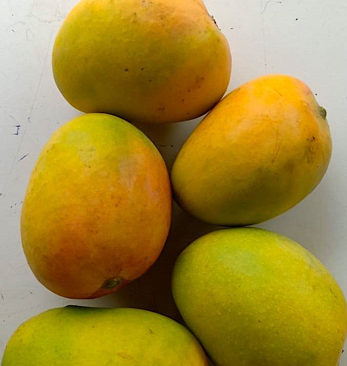 Mango Alphonso Ratnagiri (3.6 Kgs / 12 Pcs pack) GroAxo