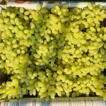 Grapes seedless