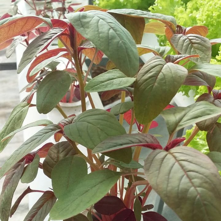 Red Amaranth (300 g)