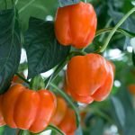 Capsicum – Orange (500 g) - Image 1