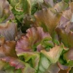 Lettuce - Red Butterhead per Head - Image 1