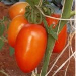 Tomato - Nowara Plum (1 Kg) - Image 1