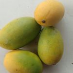 dusheri mango