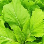 Leafy Chinese Cabbage