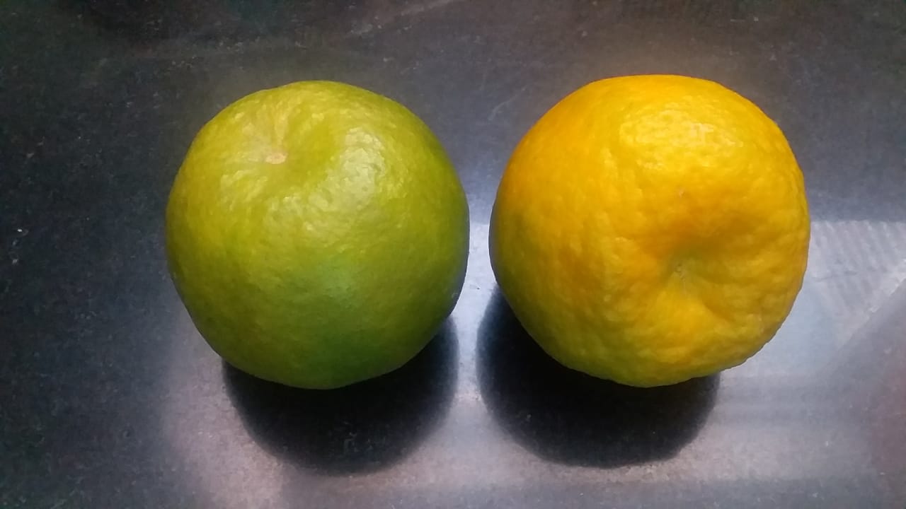 Local Oranges (Nagpur) Per 10 Pieces