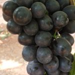 Black grapes 4