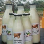 100 % Farm fresh A2- Gir Cow Milk (500 ml) - Image 1