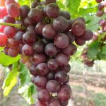 Red seedless grapes