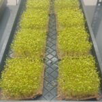 Yellow mustard Microgreen