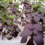 Italian Basil Purple