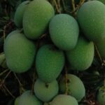 Panduri mangoes