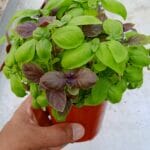 basil potted plant