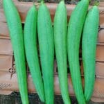 Sponge Gourd