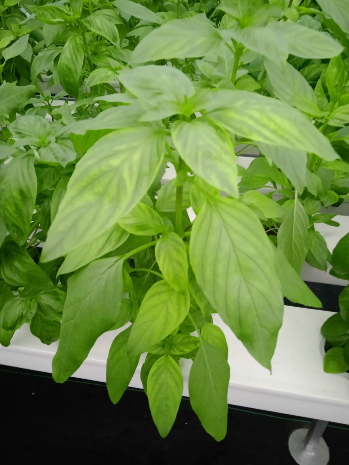 Thai Basil per 100 g